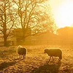 Homnest - Clairiere Des Animaux - 1h De Toulouse Feriehus *