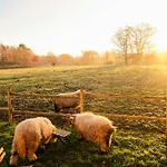 Homnest - Clairiere Des Animaux - 1h De Toulouse Puybegon