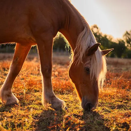 Homnest - Clairiere Des Animaux - 1h De Toulouse Puybegon